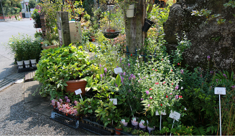 店頭の花苗と資材