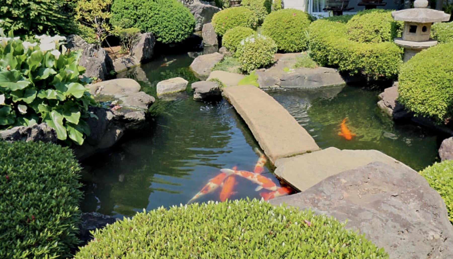 井戸水が澄ませる、鯉の池