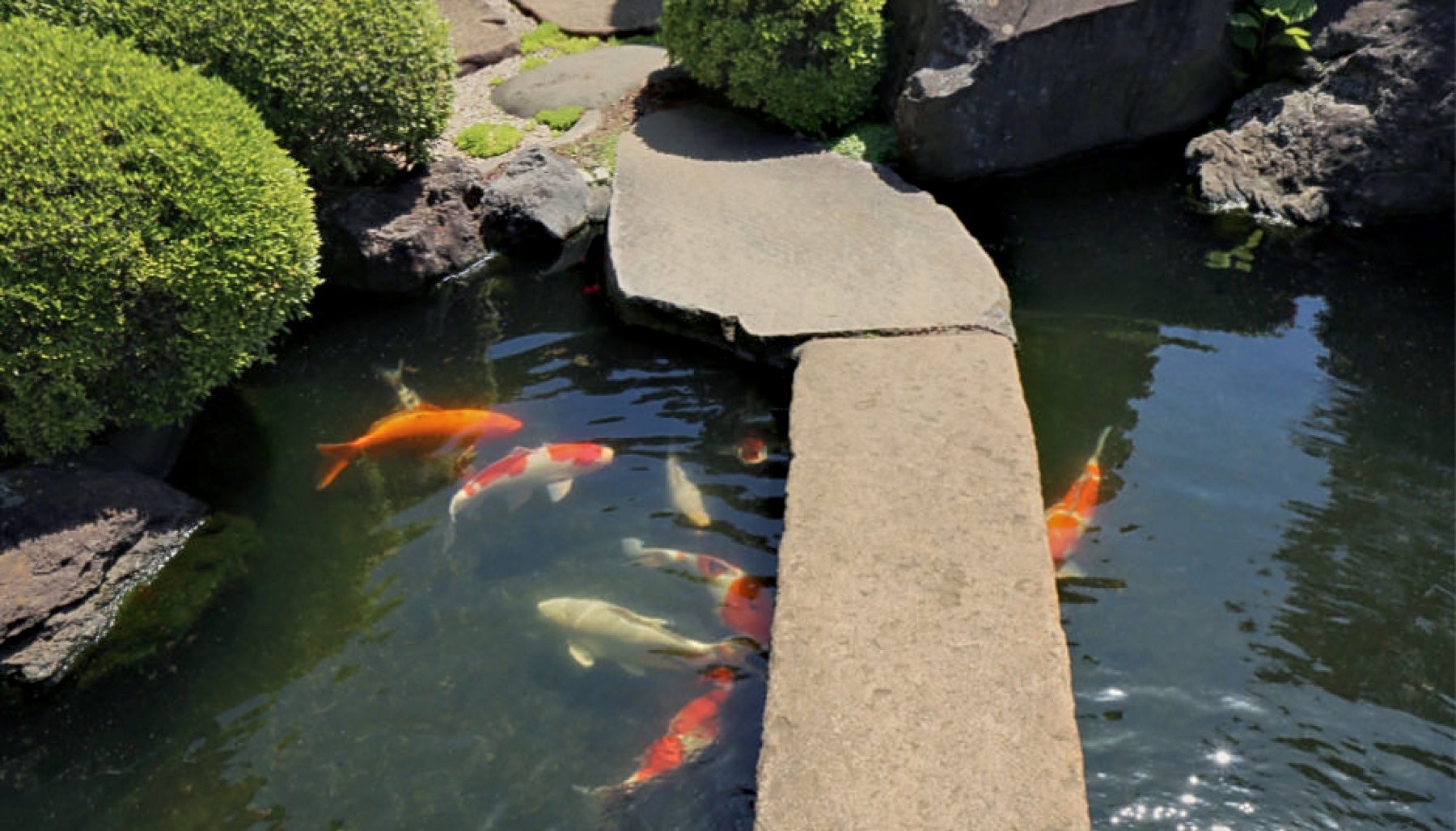 井戸水が澄ませる、鯉の池 写真2