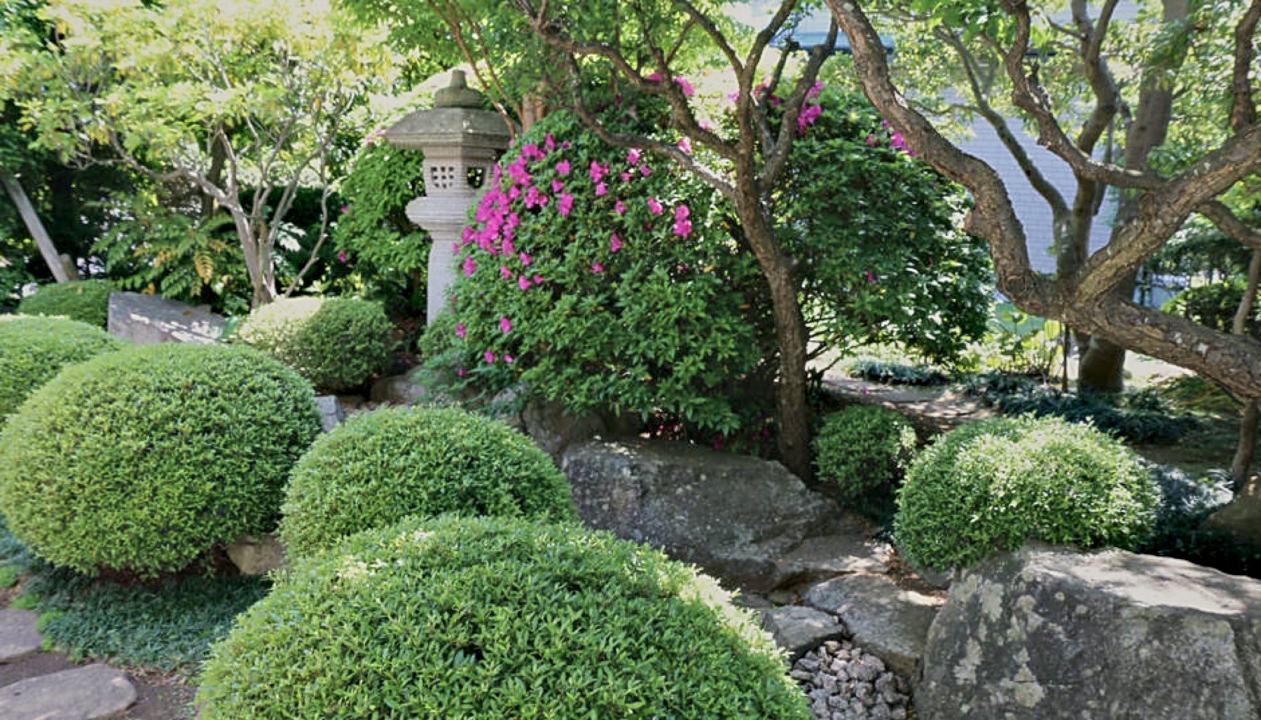 井戸水が澄ませる、鯉の池 写真4