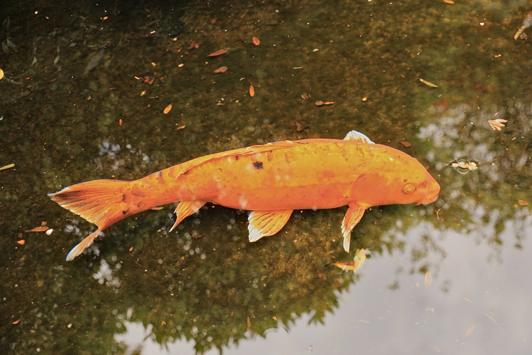 古刹・長福寺の茶庭 写真14