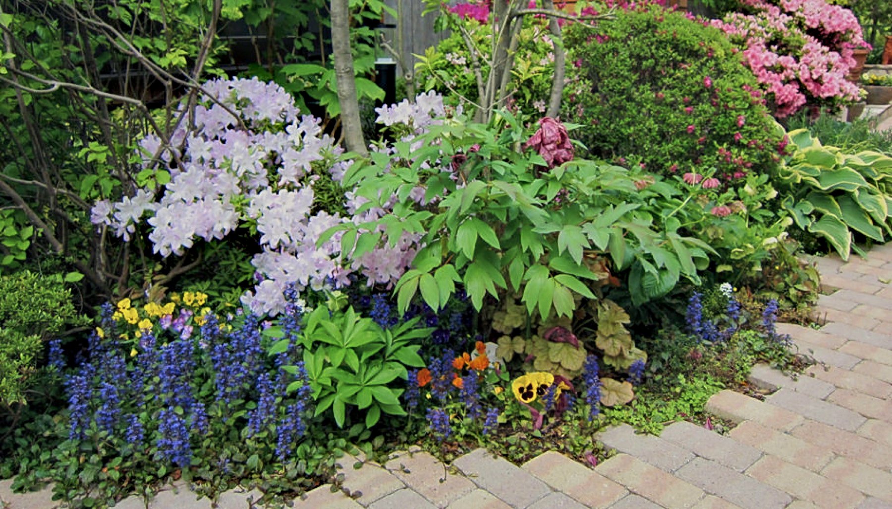 つつじとシラーの花壇