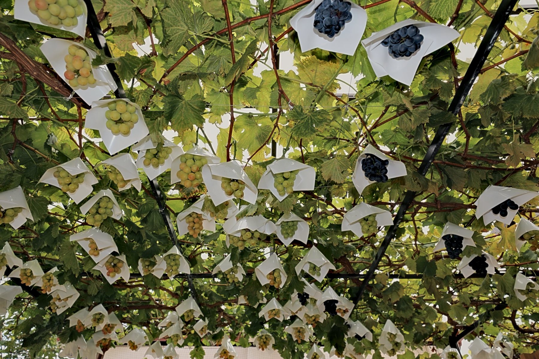 芝生と石張りの庭、門まわりまで一体に 写真4